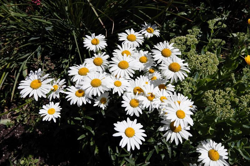 Máy ảnh Leica TL2 (Black) | Chính hãng