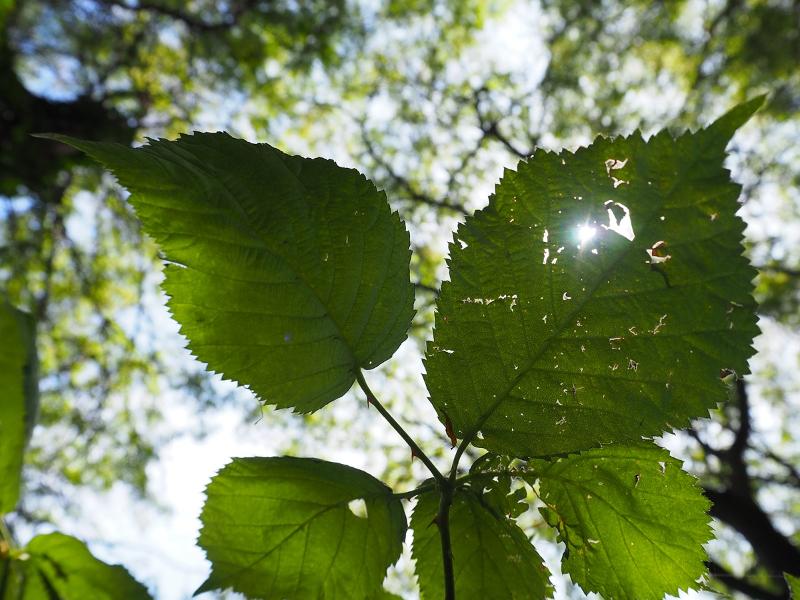 Máy ảnh Olympus OM-D E-M10 Mark III với ống kính 14-42mm II R (Black)