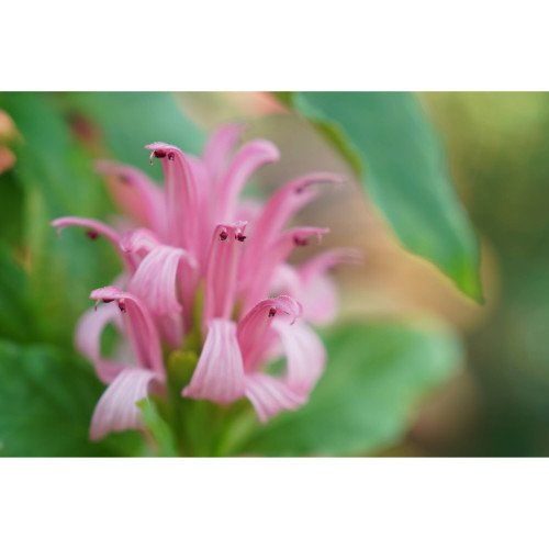 Ống Kính Sony FE 24-70mm F/2.8 GM II | Chính hãng