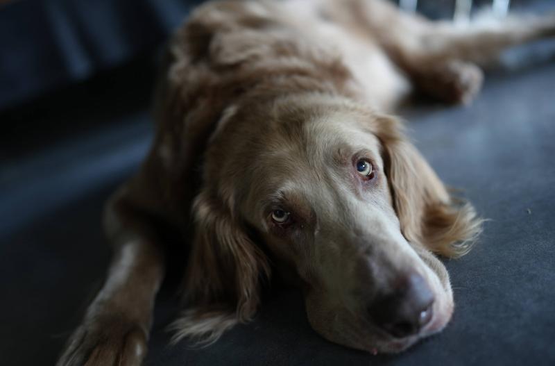 Máy ảnh Sony Alpha A7C II | Body Only | Silver (Chính hãng)