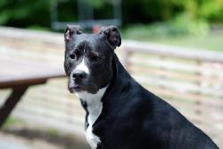 Máy ảnh Fujifilm X-A3