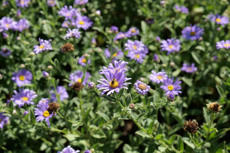 Máy ảnh Mirrorless Panasonic Lumix S5