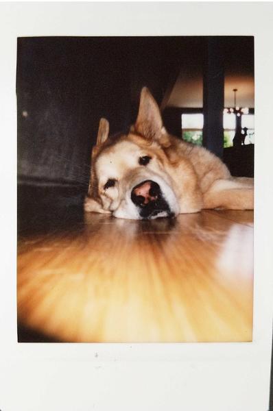 Máy ảnh Fujifilm Instax Mini 25 Máy ảnh Fujifilm Instax Mini 25