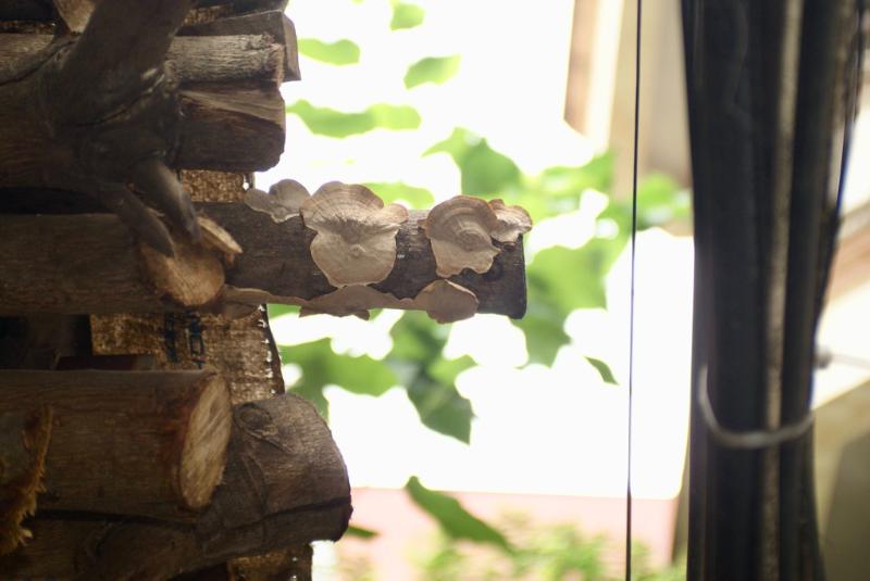 Máy Ảnh Sony A200