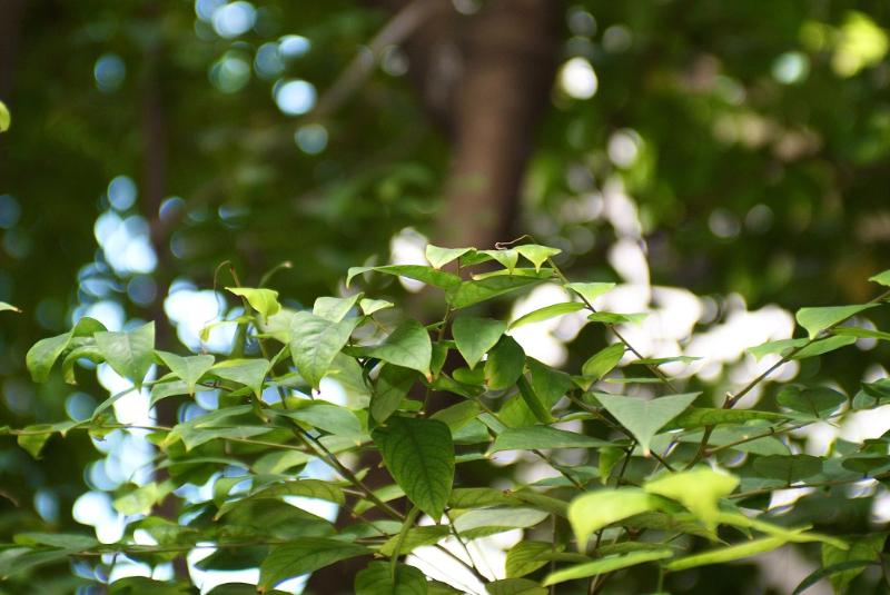 Máy Ảnh Sony A200