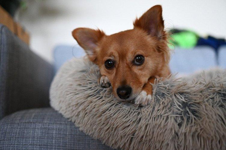 Máy ảnh Nikon Z6 II NHẬP KHẨU Máy ảnh Nikon Z6 II NHẬP KHẨU