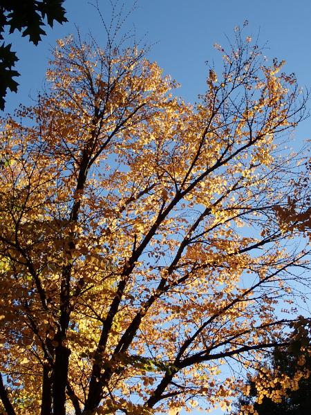 Máy ảnh Olympus OM-D E-M10 Mark IV kèm Lens 14-42mm EZ