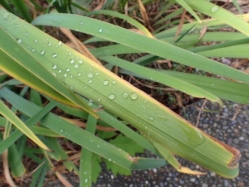 Máy ảnh Olympus OM-D E-M10 Mark IV kèm Lens 14-42mm EZ