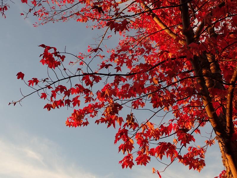 Máy ảnh Olympus OM-D E-M10 Mark IV kèm Lens 14-42mm EZ