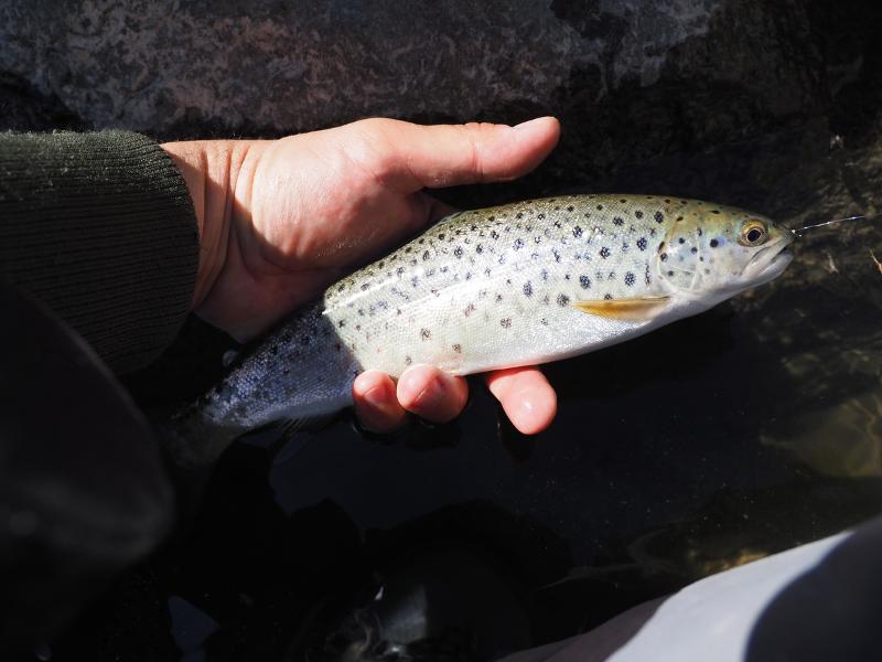 Máy ảnh OM SYSTEM OM-D E-M10 Mark IV (Body Only)