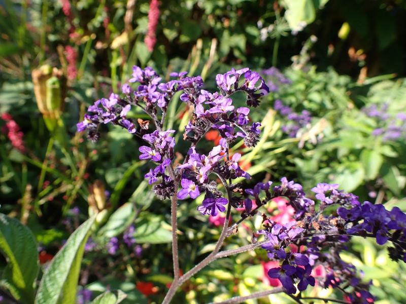 Máy ảnh Olympus OM-D E-M10 Mark IV (Body Black)