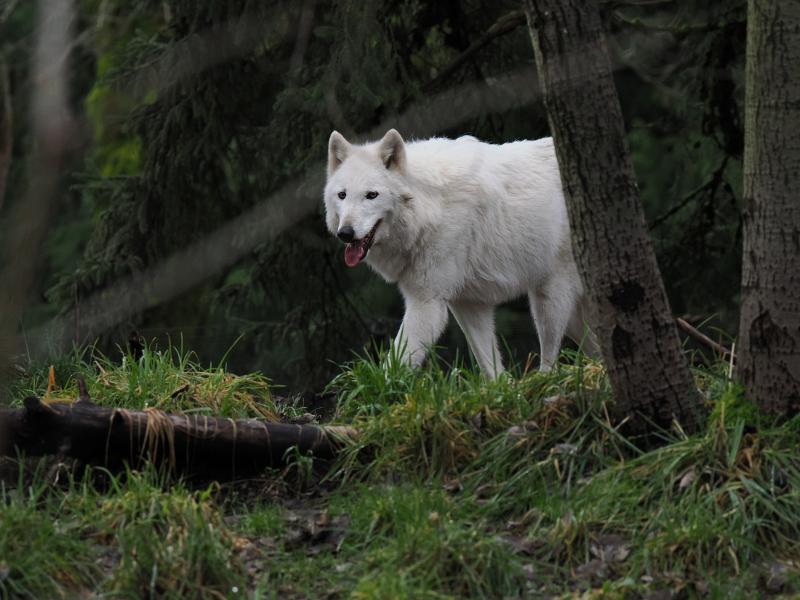 Máy ảnh OM SYSTEM OM-1 Mark II