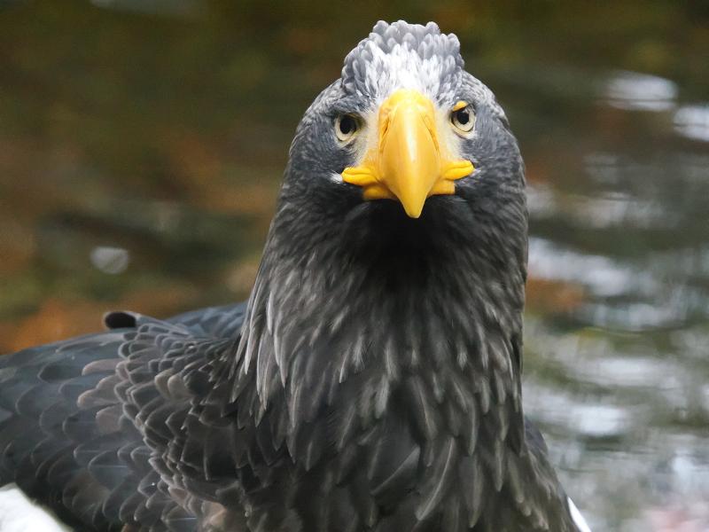 Máy ảnh OM SYSTEM OM-1 Mark II