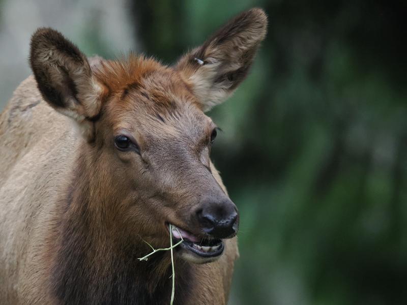 Máy ảnh OM SYSTEM OM-1 Mark II