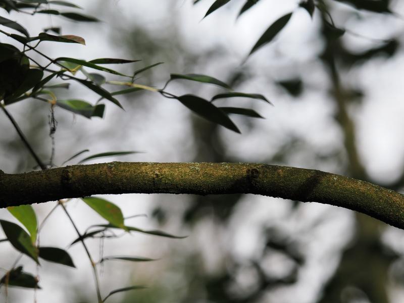 Máy ảnh OM SYSTEM OM-1 Mark II