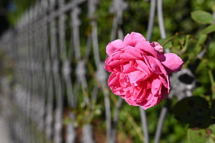 Nikon Z50 Mirrorless Camera kèm NIKKOR Z DX 16-50mm f/3.5-6.3 VR Lens Kit – chính hãng