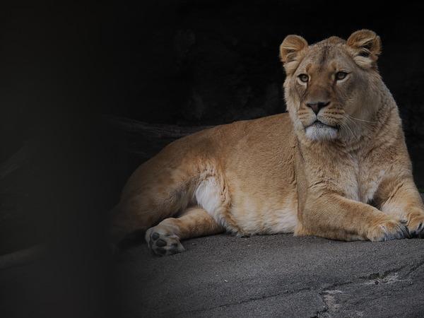 Máy ảnh OM SYSTEM OM-1 Mark II Body (Black)