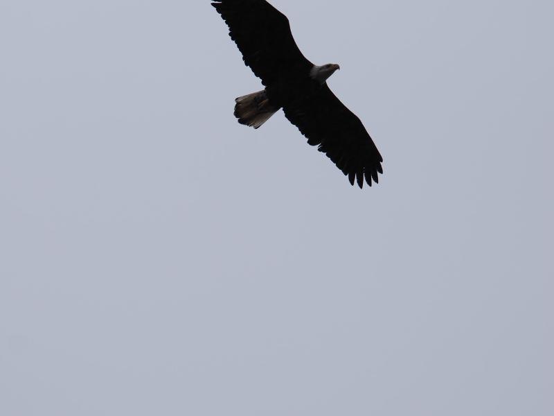 Máy ảnh OM-1 Mark II 12-40mm F2.8 PRO II Kit BLK Máy ảnh OM-1 Mark II 12-40mm F2.8 PRO II Kit BLK