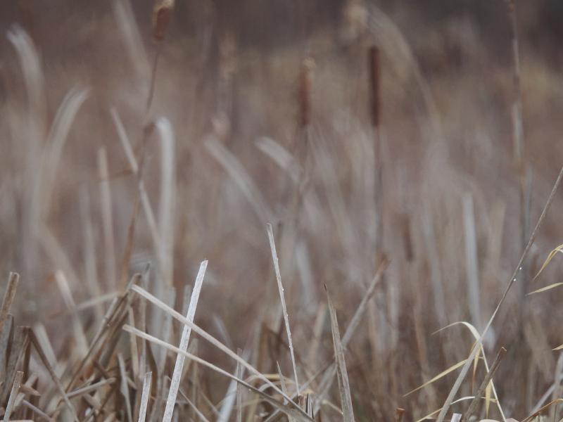 Máy ảnh OM-1 Mark II 12-40mm F2.8 PRO II Kit BLK Máy ảnh OM-1 Mark II 12-40mm F2.8 PRO II Kit BLK