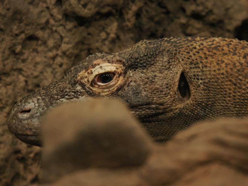 Máy ảnh OM-1 Mark II 12-40mm F2.8 PRO II Kit BLK Máy ảnh OM-1 Mark II 12-40mm F2.8 PRO II Kit BLK