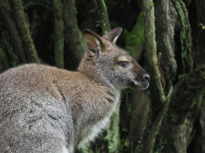 Máy ảnh OM-1 Mark II 12-40mm F2.8 PRO II Kit BLK Máy ảnh OM-1 Mark II 12-40mm F2.8 PRO II Kit BLK