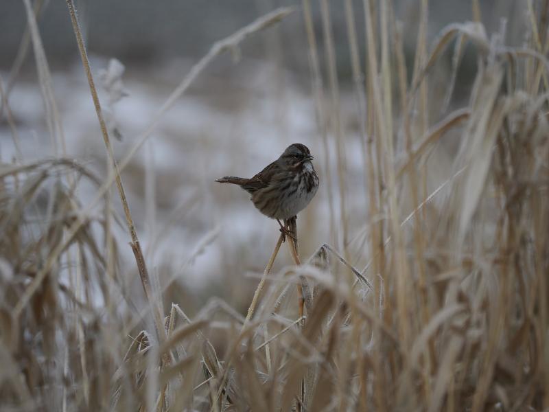 Máy ảnh film Olympus OM-3 Body