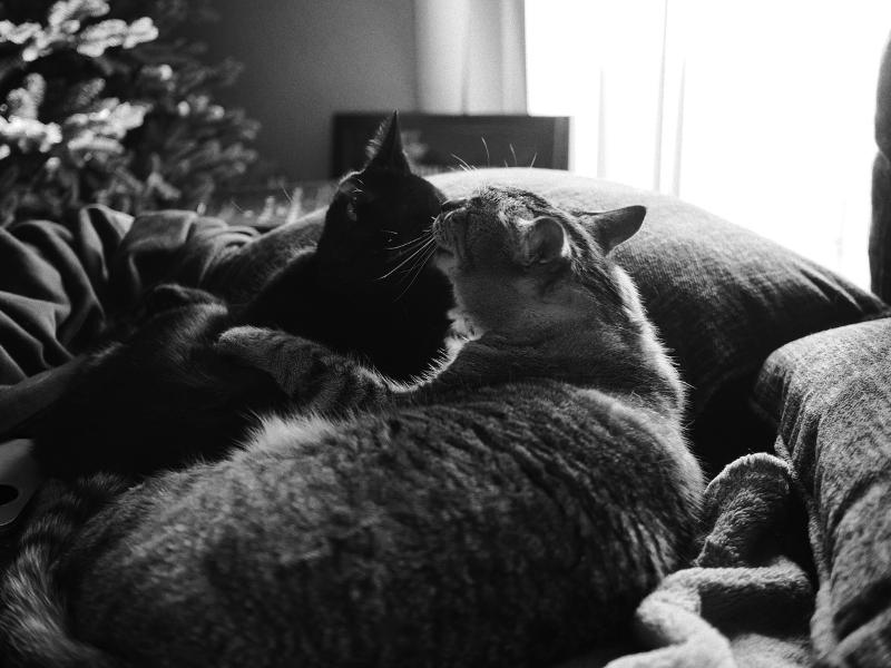 Máy ảnh film Olympus OM-3 Body