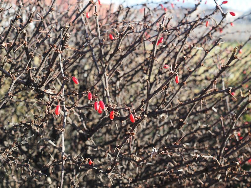 Máy ảnh film Olympus OM-3 12-45mm F4.0 PRO II Kit