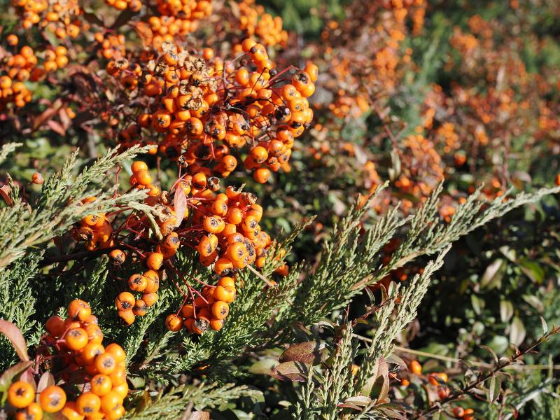 Máy ảnh film Olympus OM-3 12-45mm F4.0 PRO II Kit