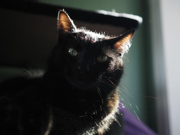 Máy ảnh OM SYSTEM OM-5 Mark II Body Black Máy ảnh OM SYSTEM OM-5 Mark II Body Black