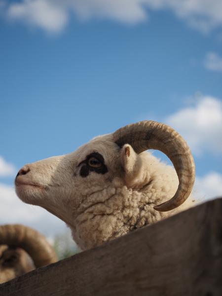 Máy ảnh OM SYSTEM OM-5 Mark II Body Sand Beige