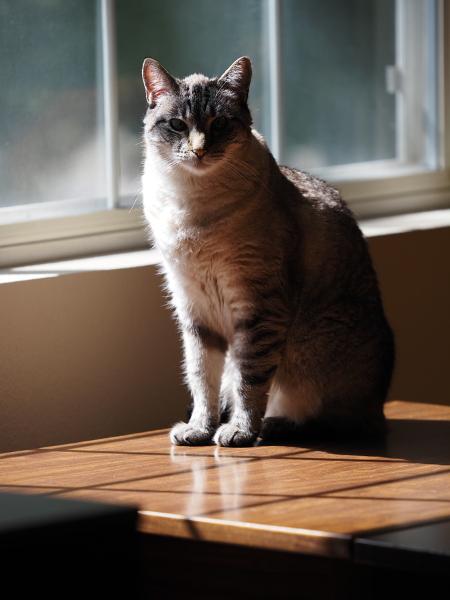 Máy ảnh OM SYSTEM OM-5 Mark II Silver (Body)