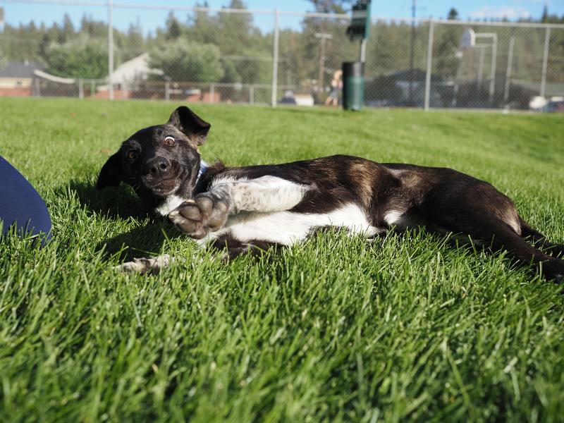 Máy ảnh OM SYSTEM OM-5 Mark II Silver (Body)