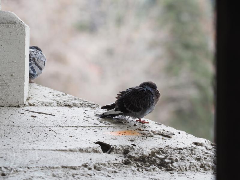 Máy ảnh OM-D E-M10 Mark IV Body Black