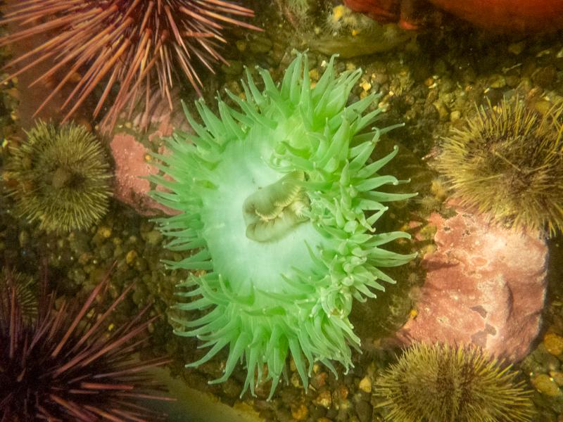 Máy ảnh Olympus Tough TG-7 Black Máy ảnh Olympus Tough TG-7 Black