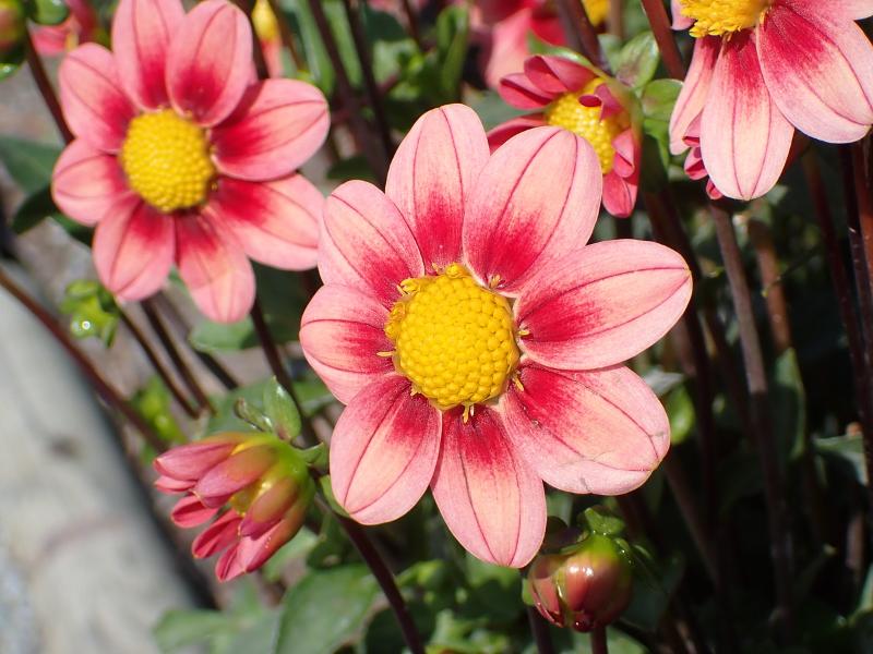 Máy ảnh Olympus Tough TG-7 Black Máy ảnh Olympus Tough TG-7 Black