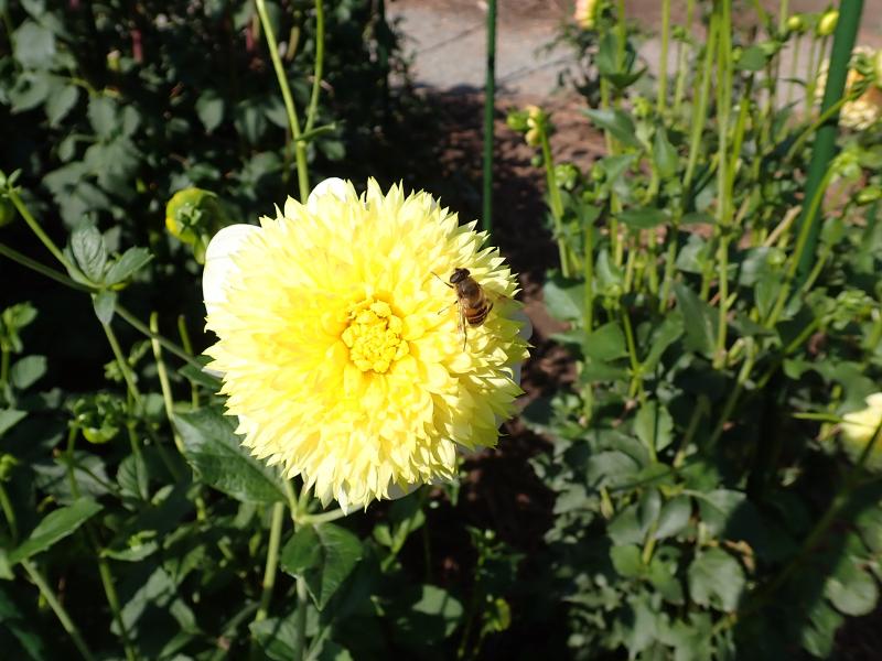 Máy ảnh Olympus Tough TG-7 (Red) Máy ảnh Olympus Tough TG-7 (Red)